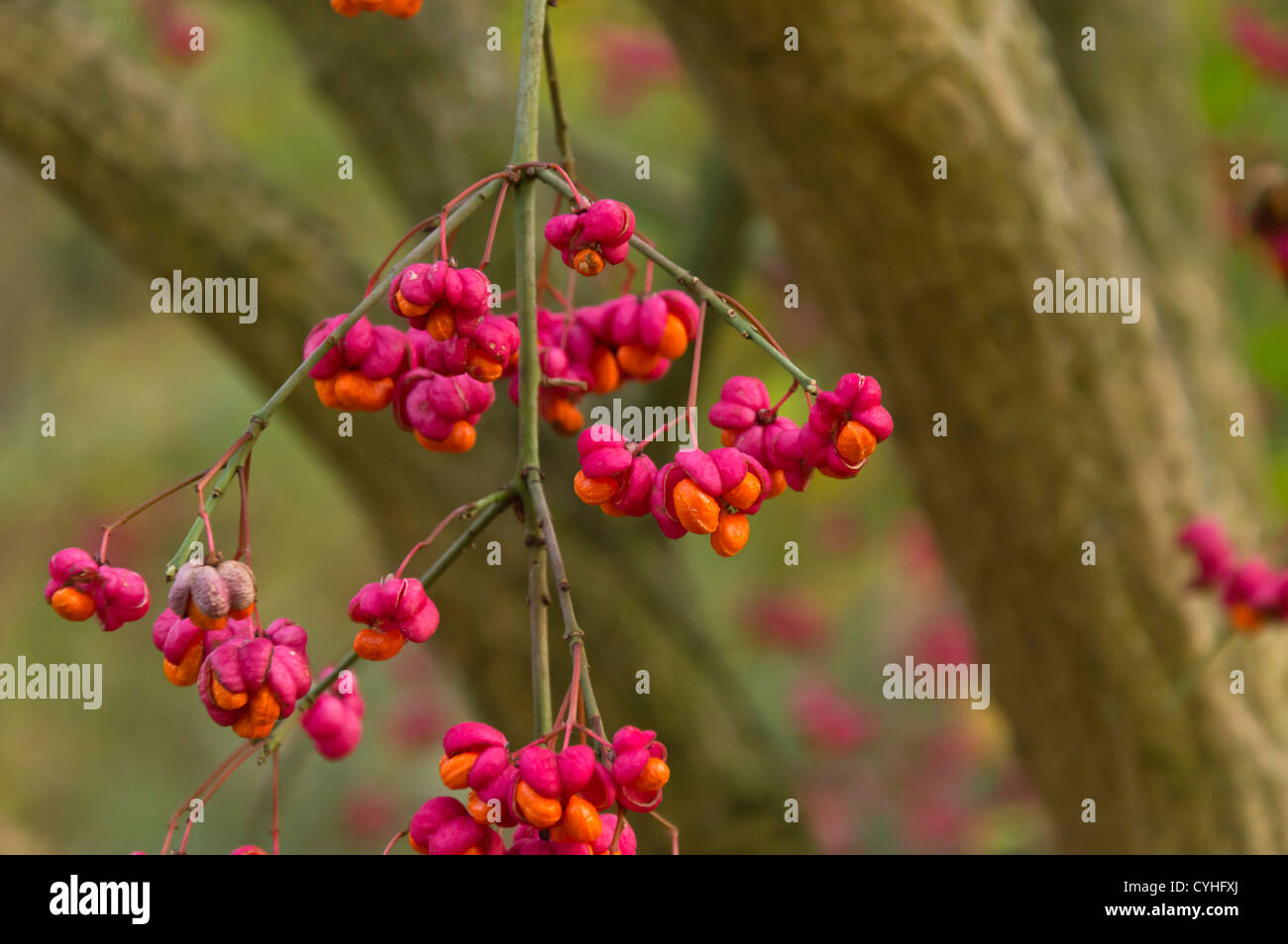 Gemeinsame Spindel (euonymus europaeus) Stockfoto