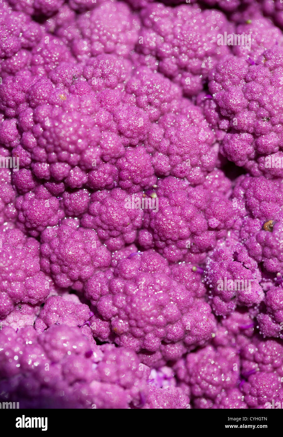 Lila Blumenkohl Stockfoto