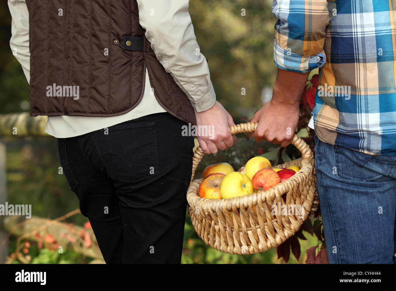 Kommissionierung Äpfel an einem Herbsttag Stockfoto