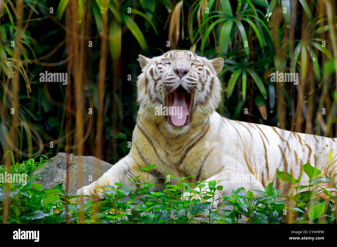 Weißer Tiger brüllen in einem tropischen Wald Stockfoto