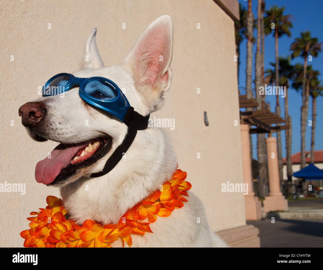 Weiße Schäferhund Doggles am Gehweg am Strand zu tragen Stockfoto