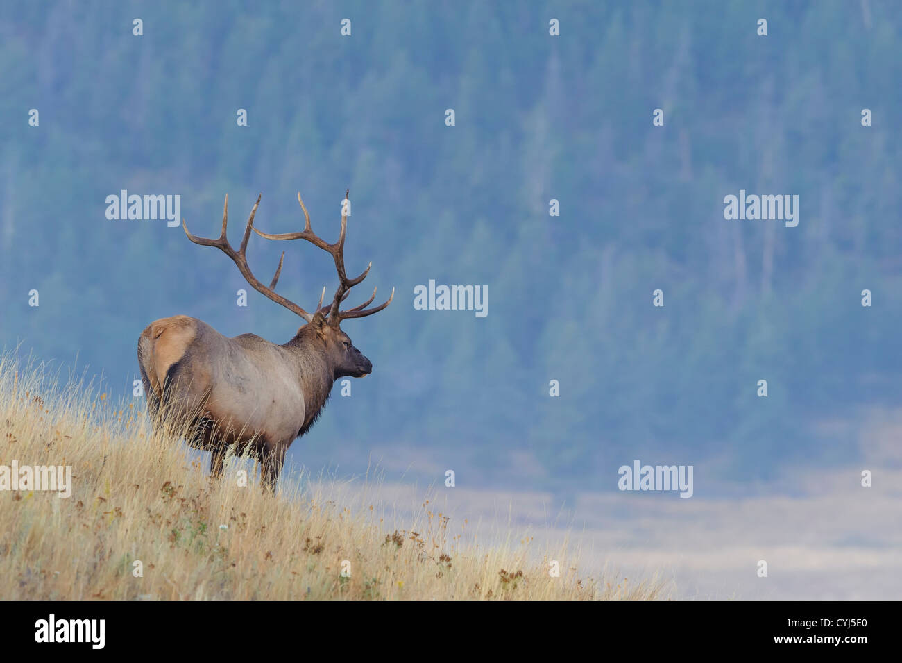 Bull Elk am Hang, westliche Montana Stockfoto