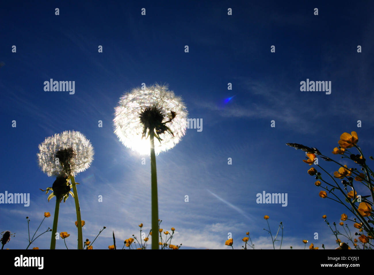 schöne Frühlingsblumen Schlag Kugeln gegen Himmel und Sonne Stockfoto