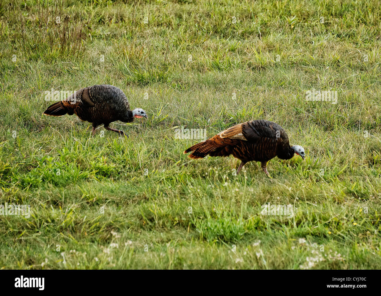 Wilder Truthahn Hühner füttern in einem Rasen Feld, Massachusetts, USA Stockfoto
