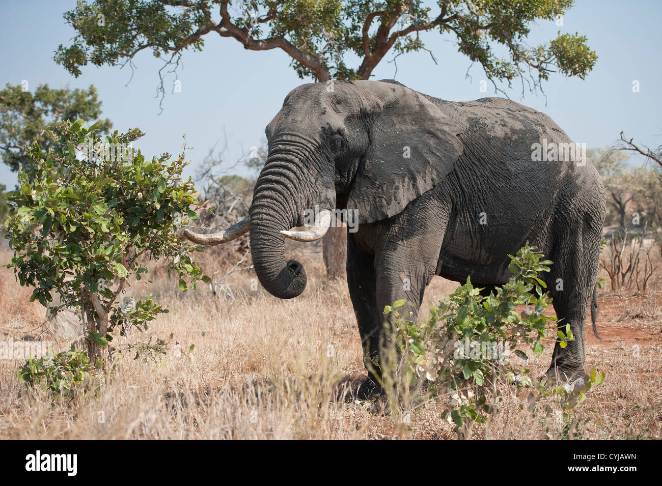 Ein nasser afrikanischer Elefant mit Stoßzähnen, im Busch, Kruger-Nationalpark Stockfoto