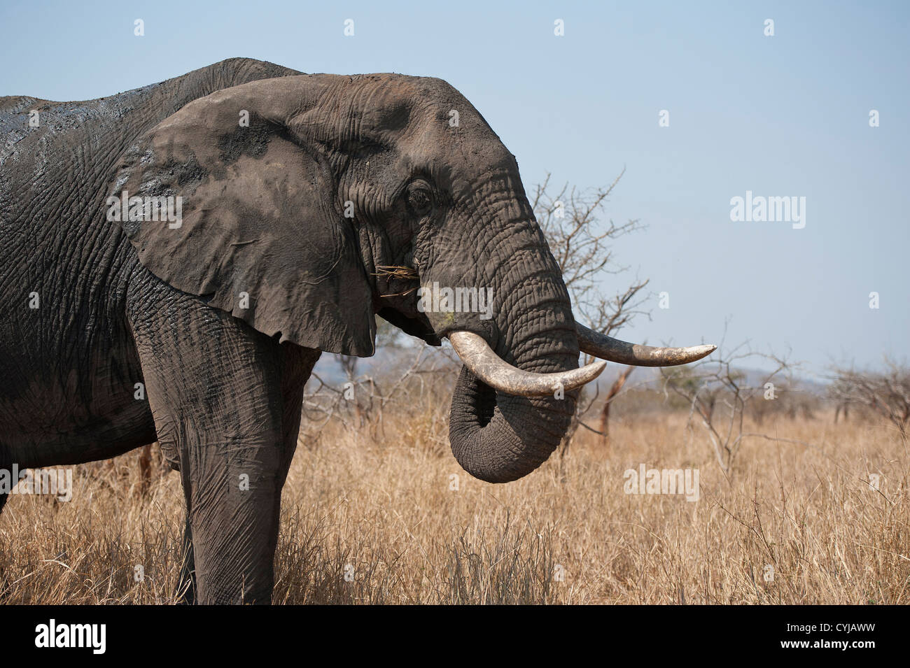 Afrikanisches Elefantenporträt, Loxodonta Africana, mit Stoßzähnen, nass und mit Schlamm bedeckt Stockfoto