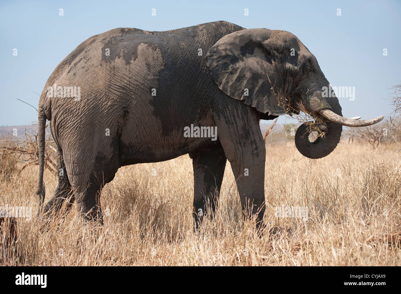 Afrikanischer Elefant mit Stoßzähnen genießt Futter, nachdem er sich mit Wasser und Schlamm abgekühlt hat Stockfoto