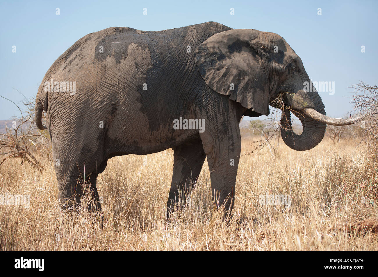 Afrikanischer Elefant mit Stoßzähnen, der sich nach dem Abkühlen mit Schlamm und Wasser ernährt Stockfoto