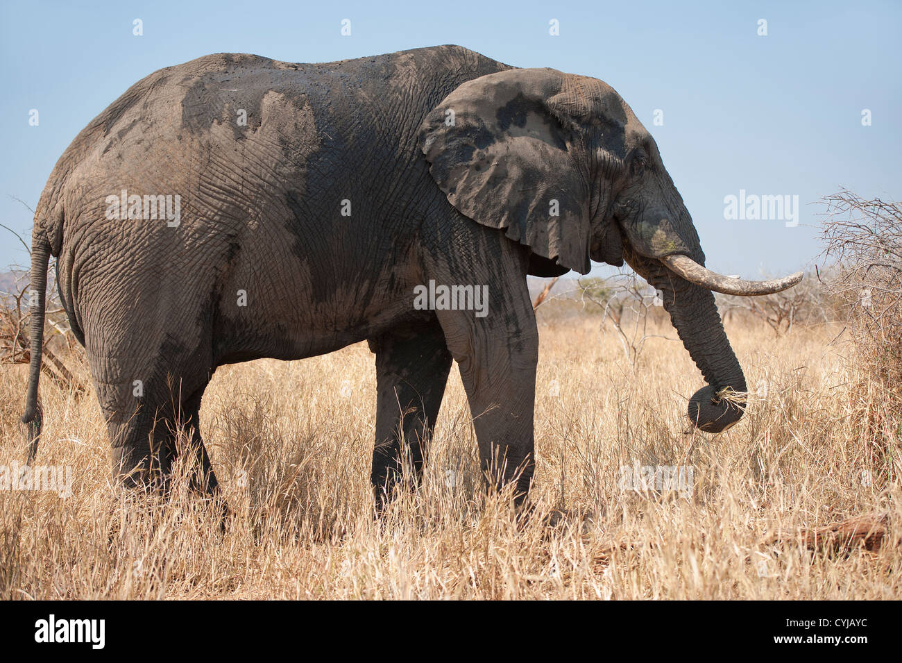 Afrikanischer Elefant mit Stoßzähnen, nass und schlammig, genießt Futter Stockfoto