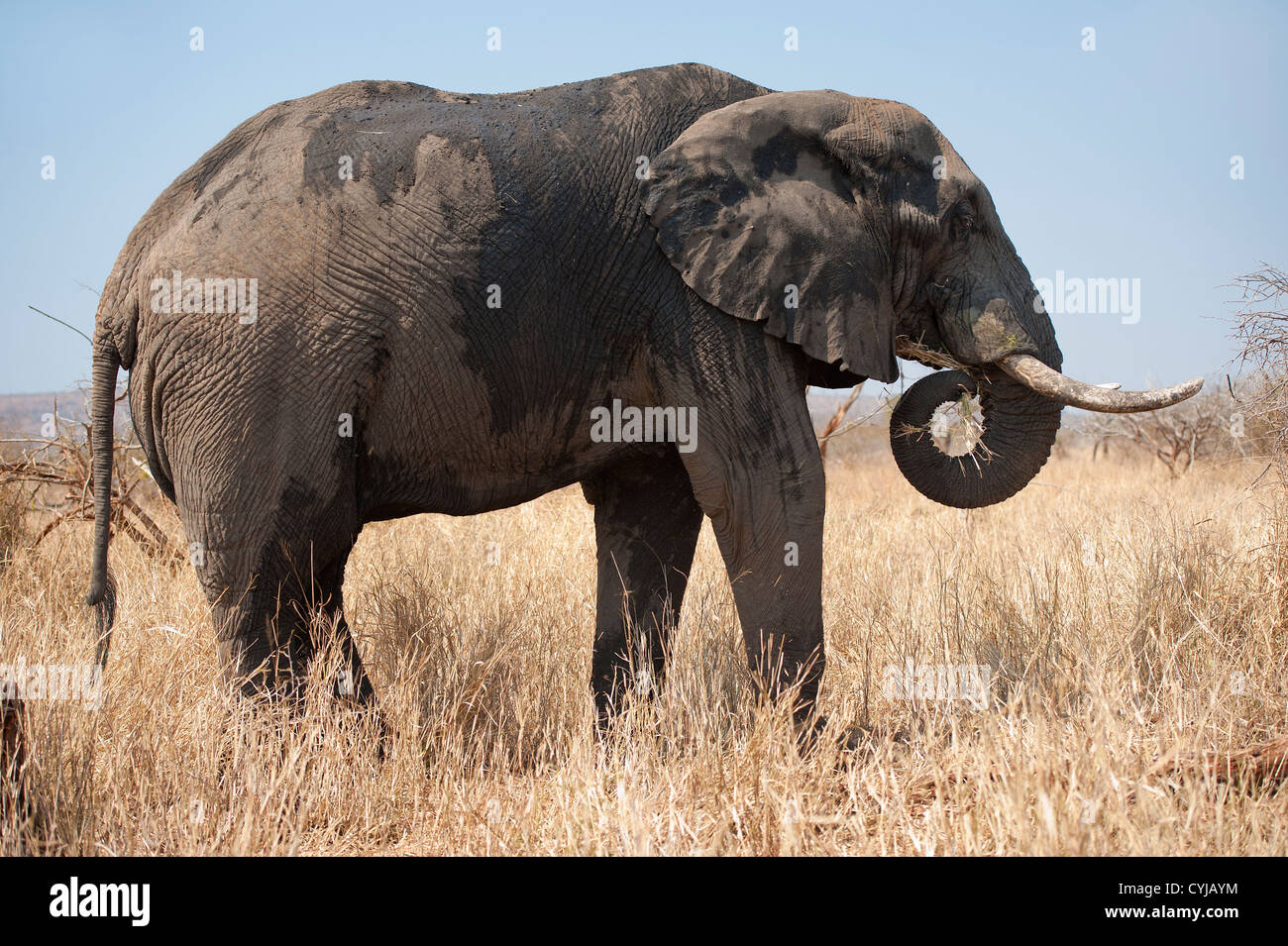 Afrikanischer Elefant mit Stoßzähnen, nass und schlammig, genießt ein Futter Stockfoto