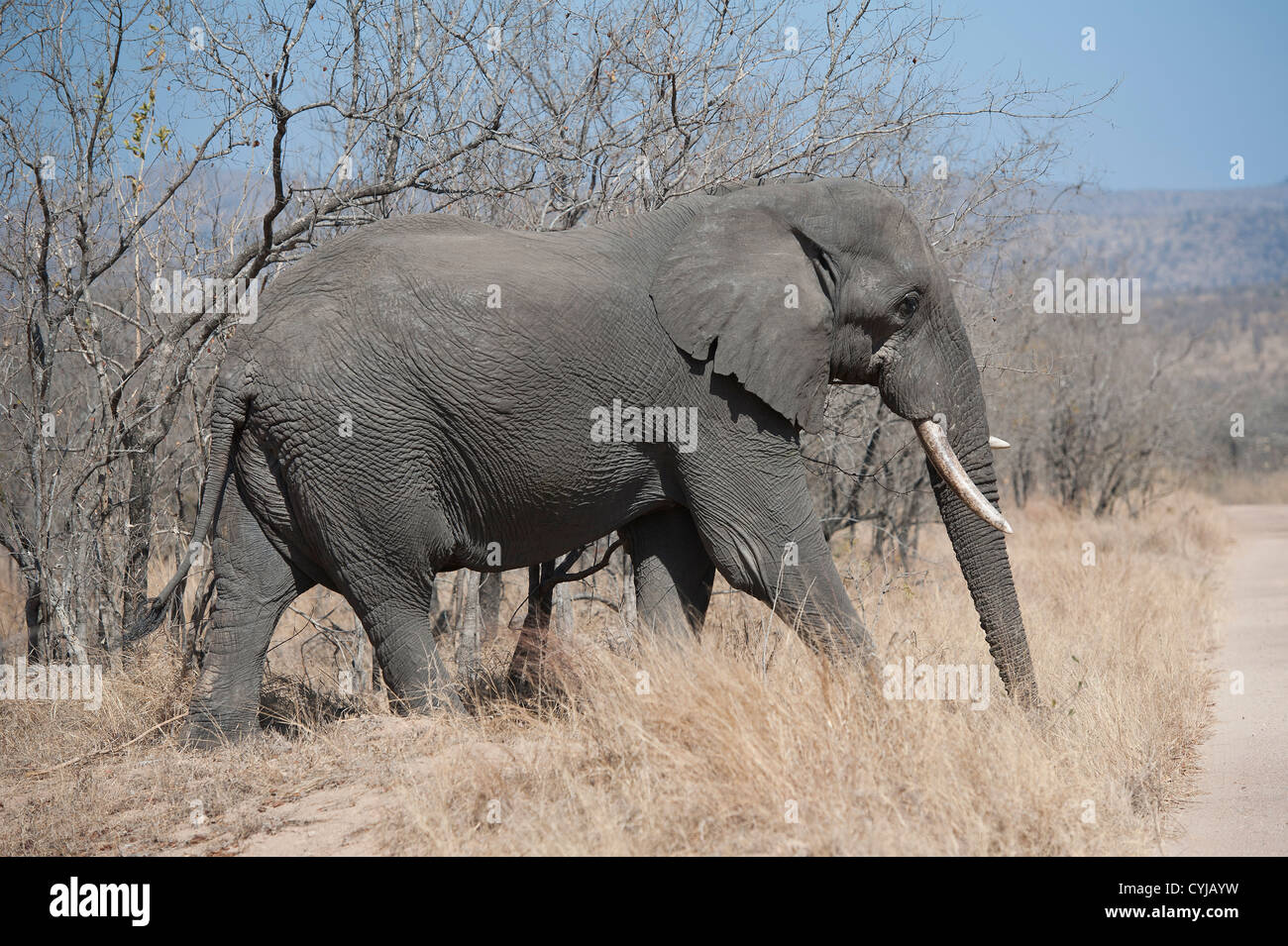 Elefant mit Stoßzähnen im Kruger-Nationalpark, Südafrika Stockfoto