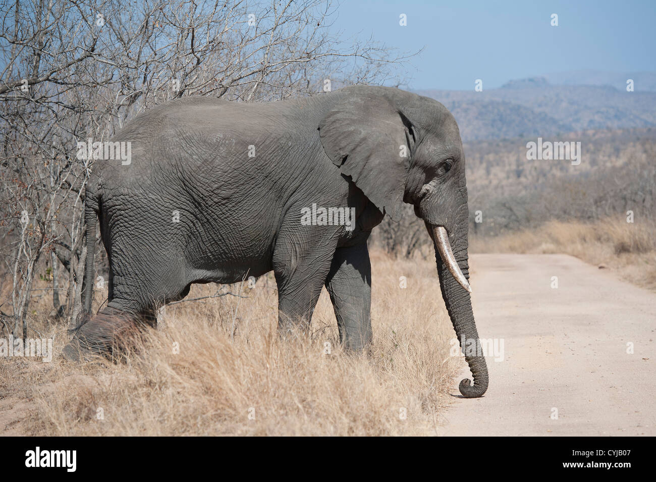Afrikanischer Elefant mit Stoßzähnen, überquert die Straße, Kruger-Nationalpark Stockfoto