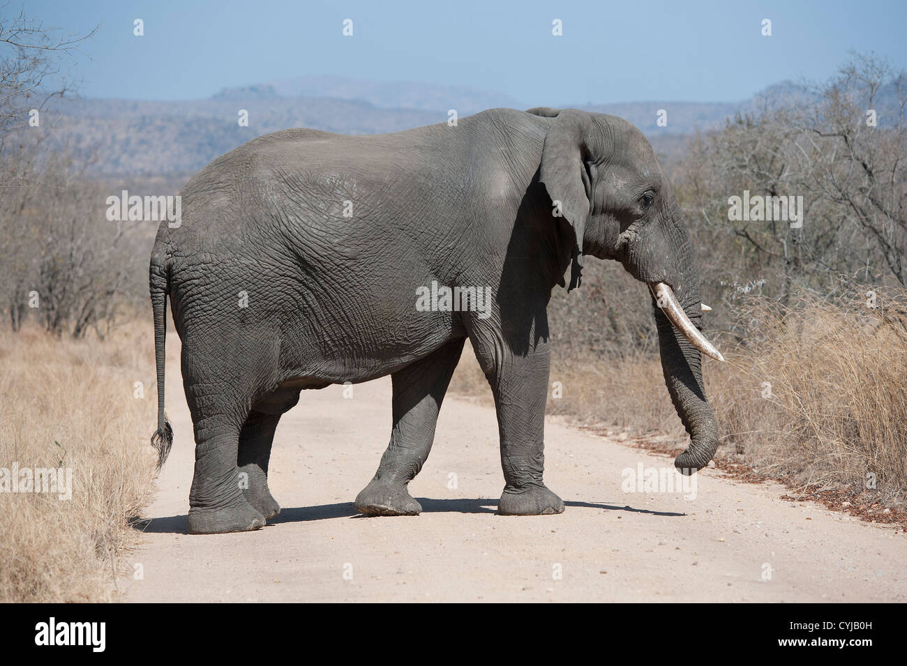 Afrikanischer Elefant mit Stoßzähnen überquert die Straße, Kruger-Nationalpark Stockfoto