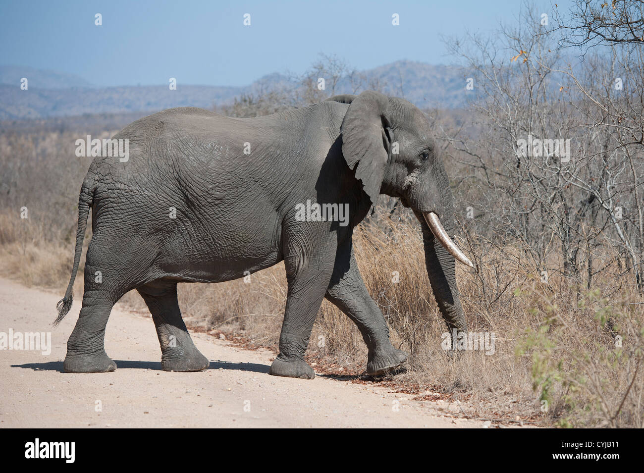Elefant mit Stoßzähnen im Kruger-Nationalpark, Südafrika, überquert die Straße Stockfoto