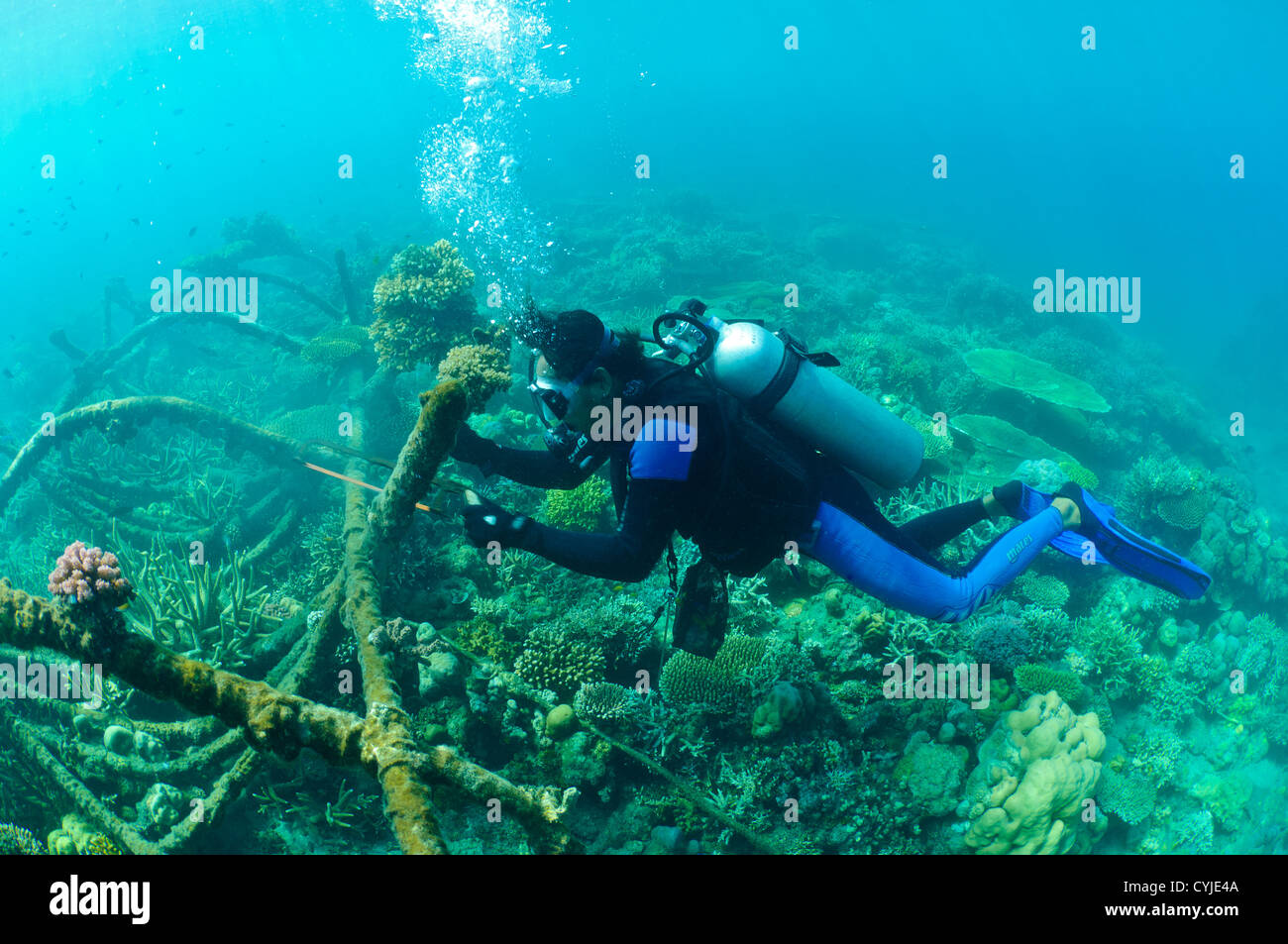 Wissenschaftler arbeiten an einem Biorock Korallenriff Restaurierung Projekt, Pemuteran, Bali, Indonesien. Stockfoto