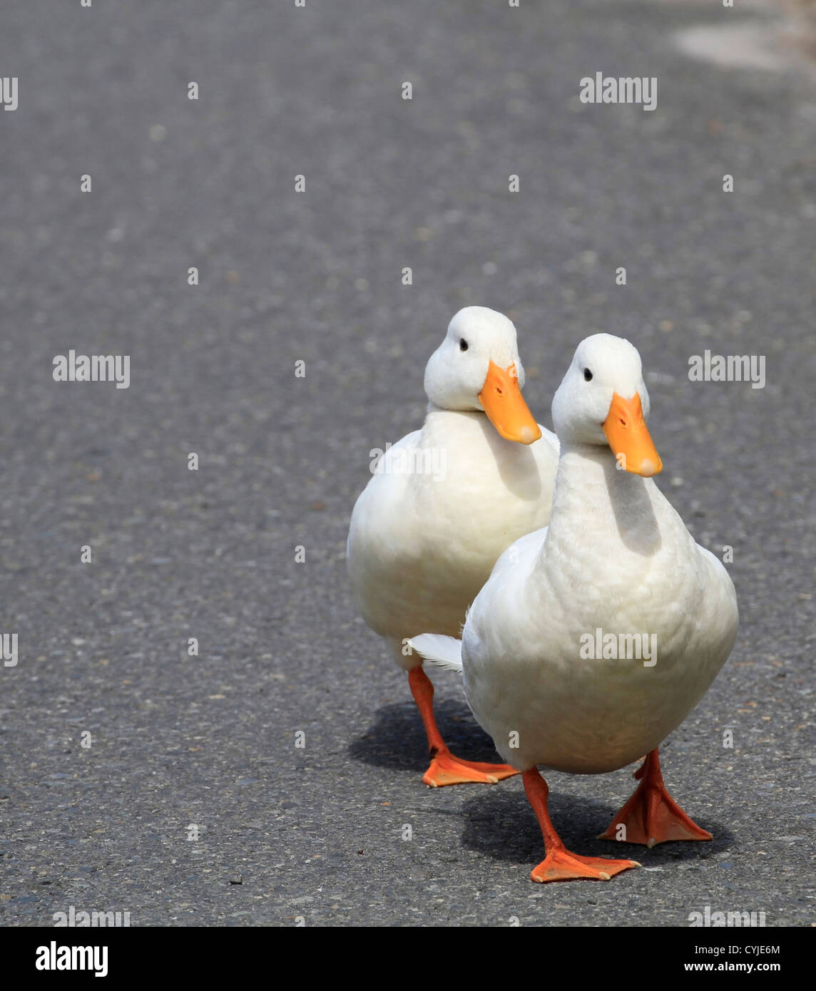 Zwei zahme Enten zu Fuß in einer der Straße. Stockfoto