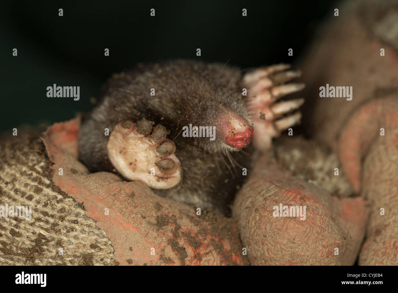 Close Up View der Vorderpfoten und Nase ein Leben gemeinsame Maulwurf Talpa Europaea Held in einem Gärtner Hand UK Stockfoto