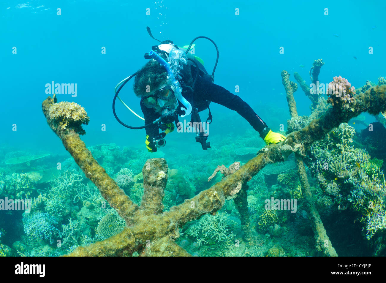 Thomas Goreau aus der Global Coral Reef Alliance Prüfung eine ältere Biorock Installation, Pemuteran, Bali, Indonesien. Stockfoto