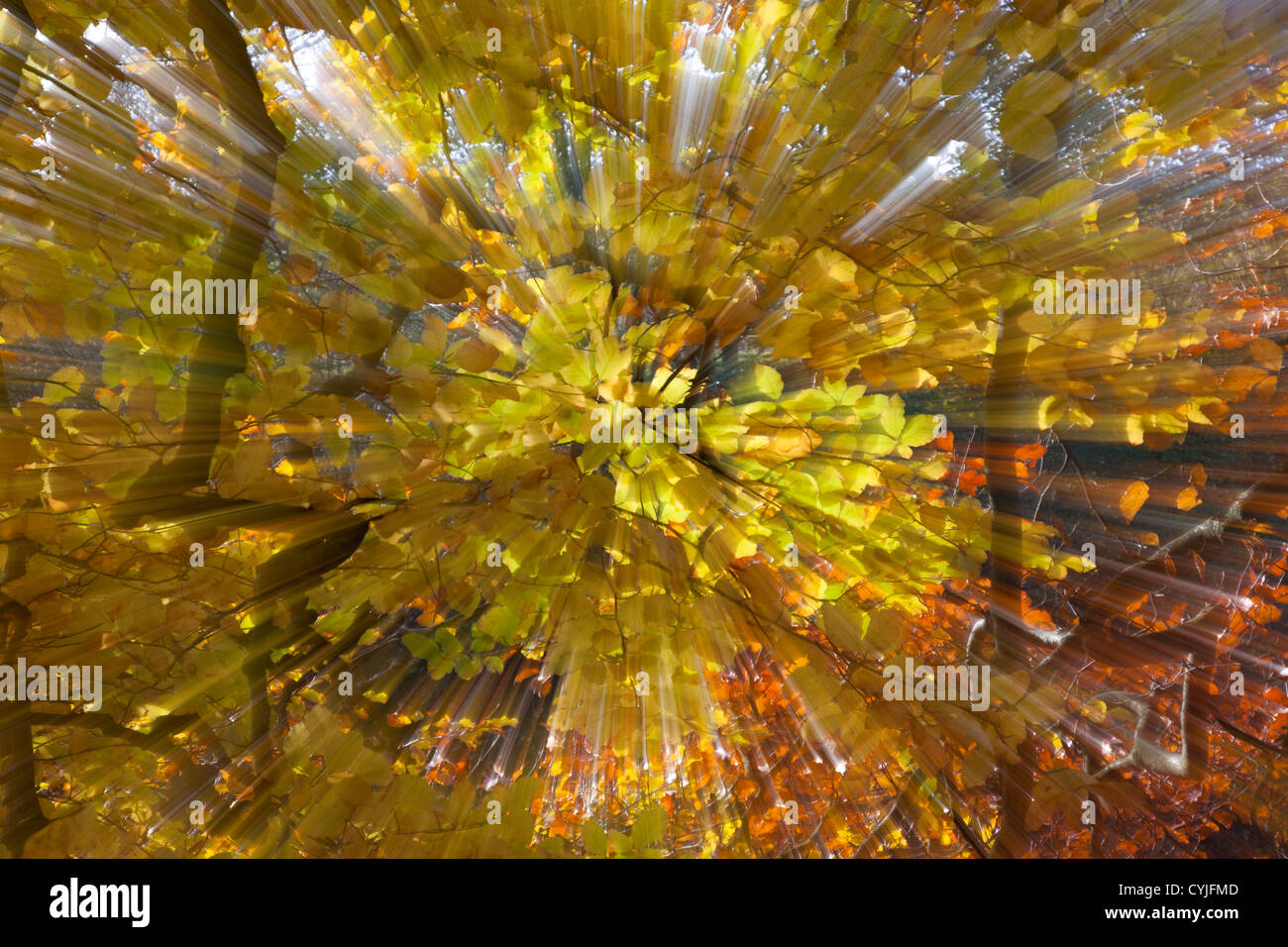 Herbst-Strand Baum Blatt Zusammenfassung Stockfoto