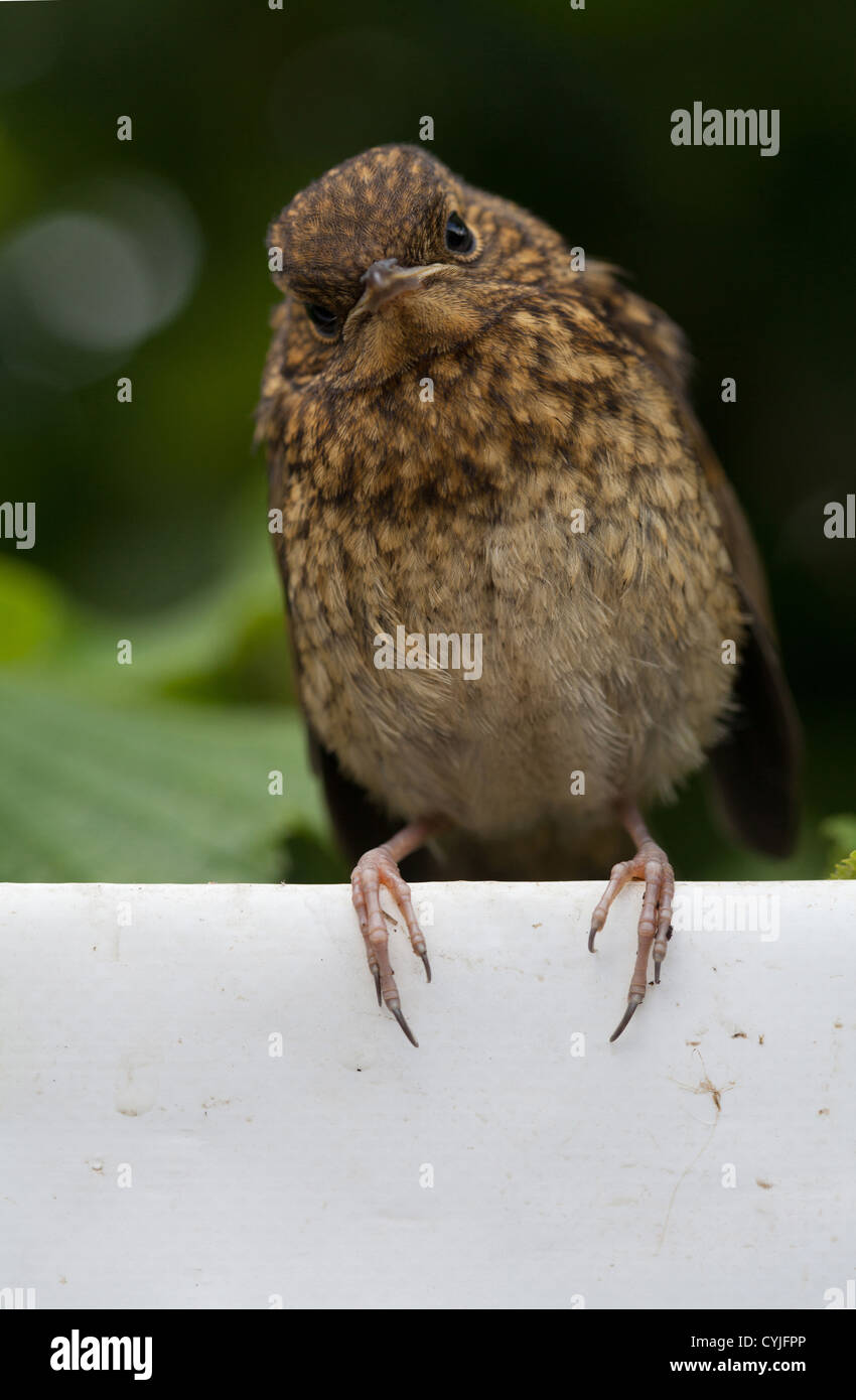 gmlh0508 3113 Erithacus Rubecula junge Robin hocken auf weißen Plane Stockfoto
