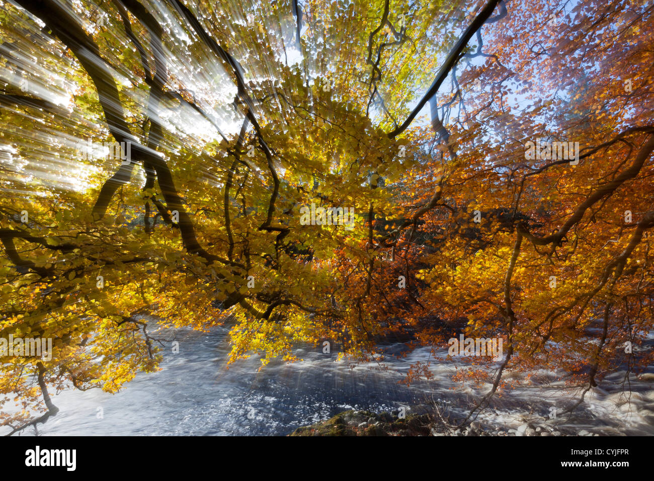 Zusammenfassung des Herbst-Strand-Baum-Blätter mit Sonnenstrahlen Licht Weitergabe durch sie Teesdale County Durham UK Stockfoto