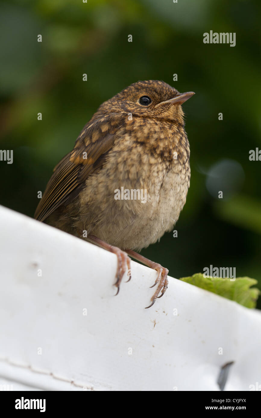 Erithacus Rubecula junge Robin hocken auf weißen Plane Stockfoto