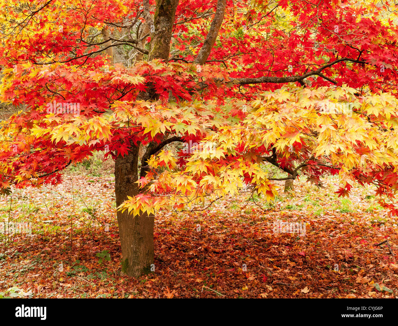 Acer Baum und Blätter, allgemeiner Name Maple, in voller Herbstfarbe in Winkworth Arboretum, Surrey, Großbritannien Stockfoto