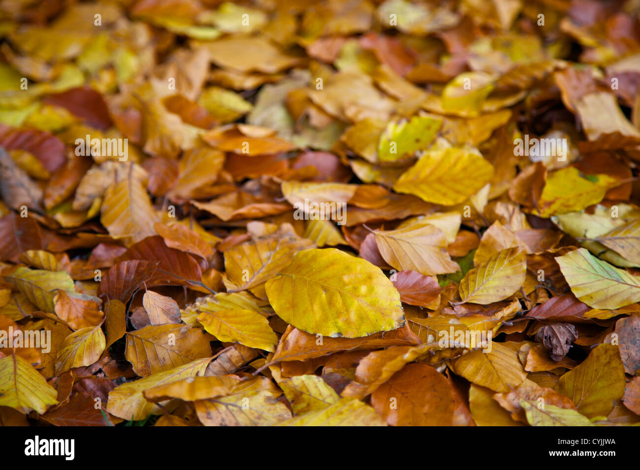 Blatt Herbst Stockfoto