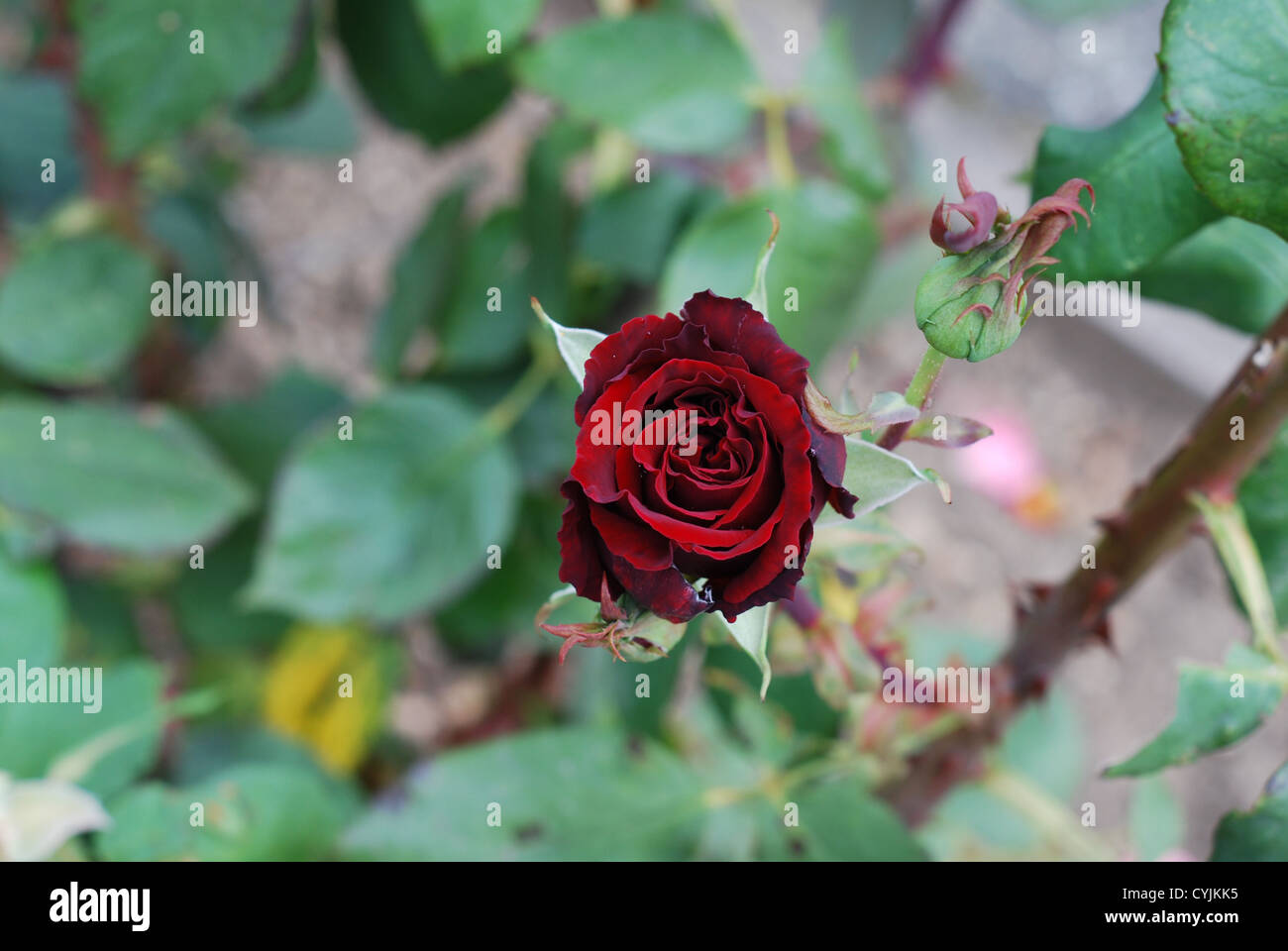 Eine welke Rose. Stockfoto