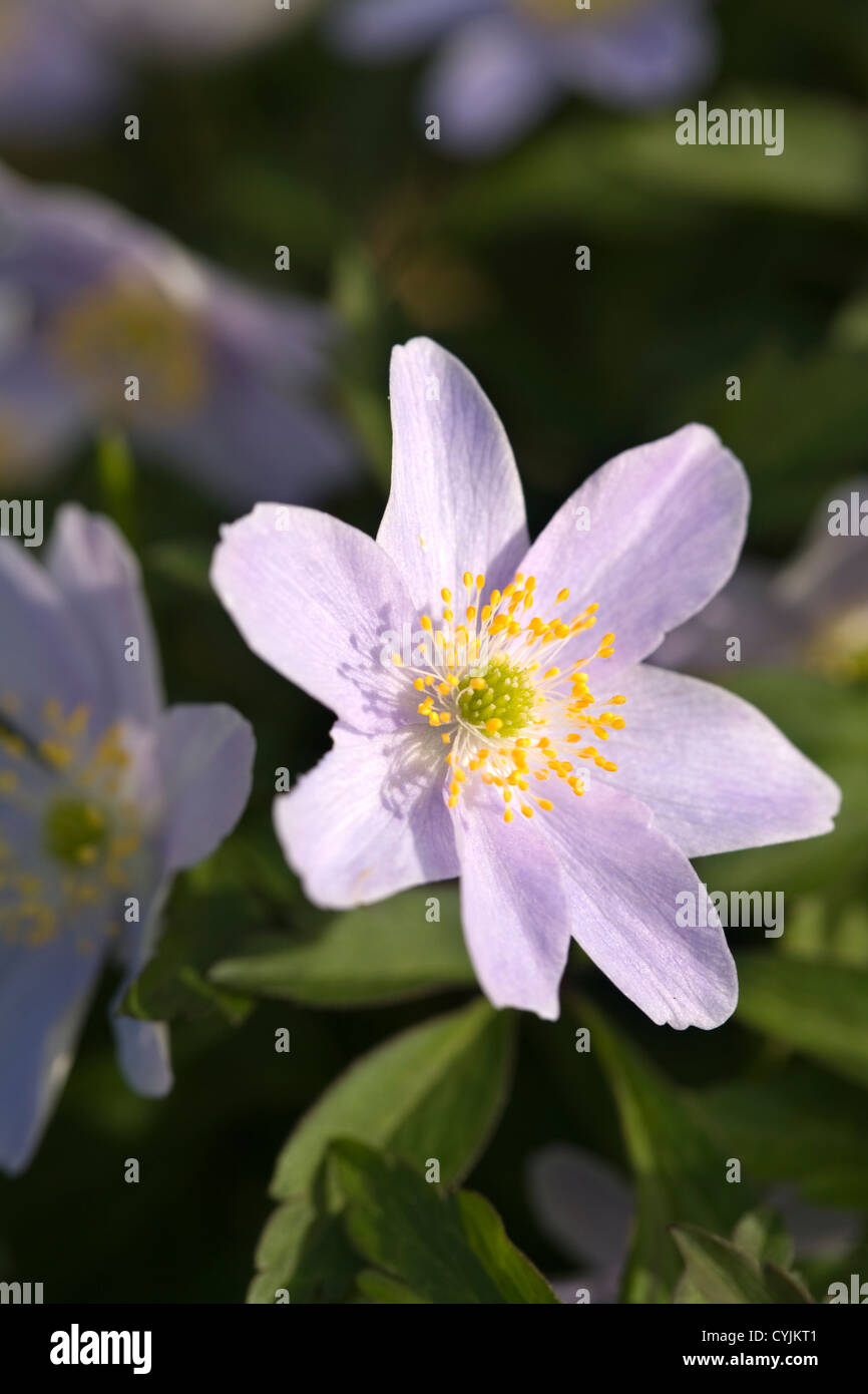 Anemone Nemorosa 'Robinsoniana' Stockfoto