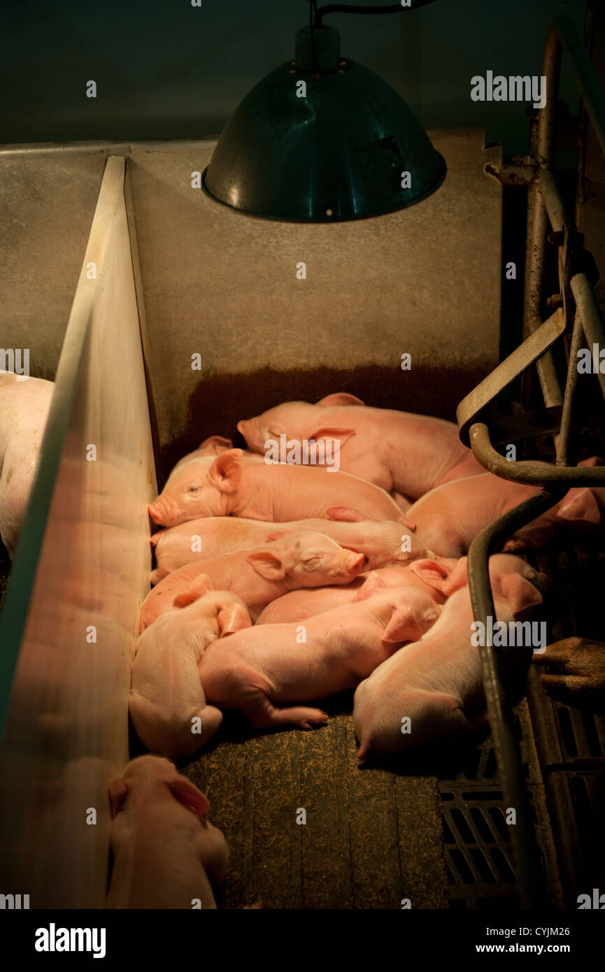 Zucht-Sauen und Schweinen auf Hog Farm in Maryland Stockfoto