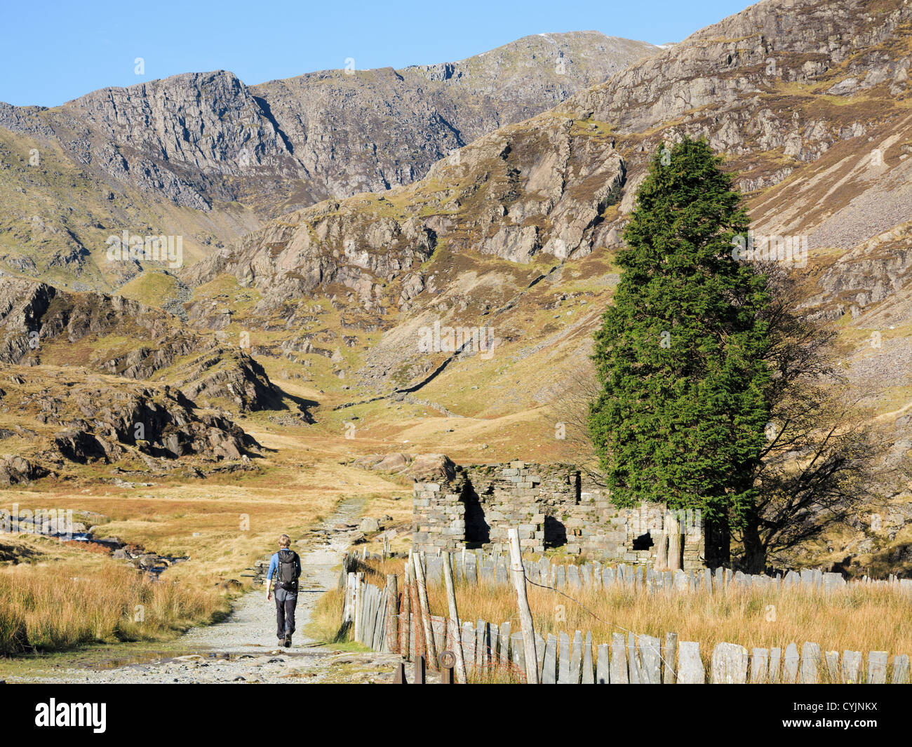 Walker unterwegs Watkin Pfad zum Snowdon Schafe Plas Cwm Llan vorbei Stifte im Tal, Snowdonia National Park, North Wales, UK Stockfoto