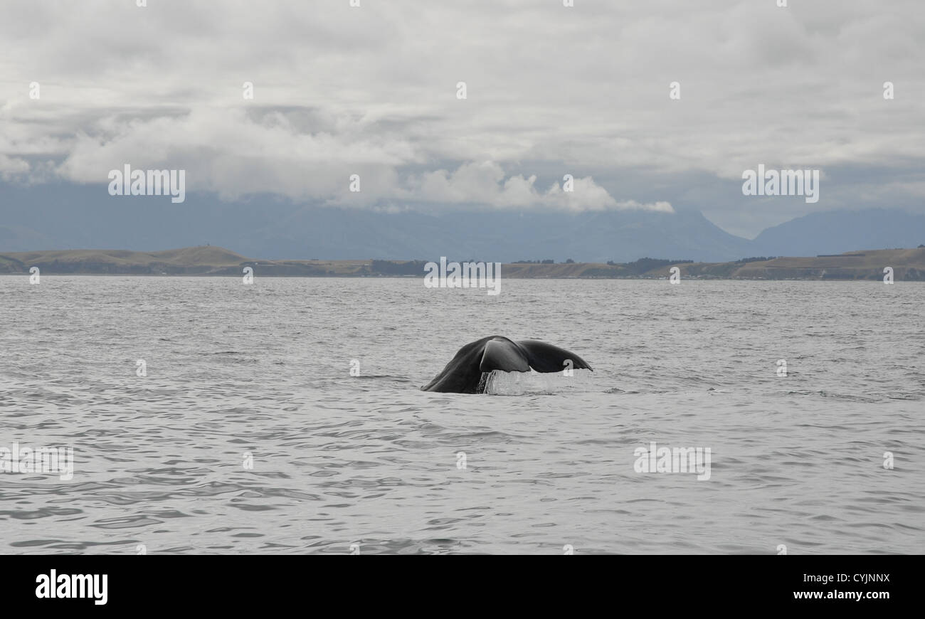Heck eines Buckelwal (Impressionen Novaeangliae), wie es unter der Oberfläche in Kaikoura, Südinsel Tauchgänge Stockfoto