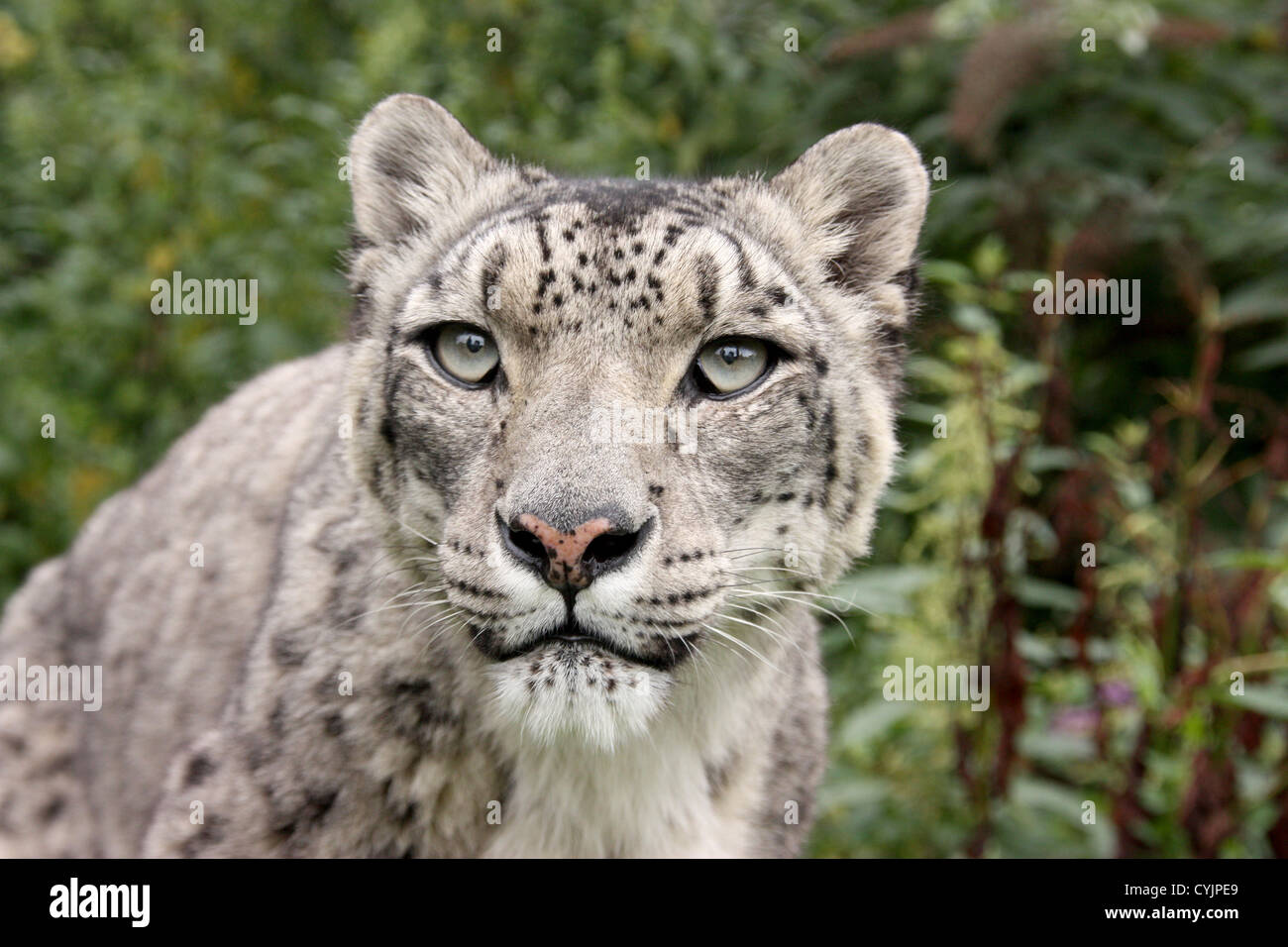 Snow Leopard Kopf, ich freue mich Stockfoto