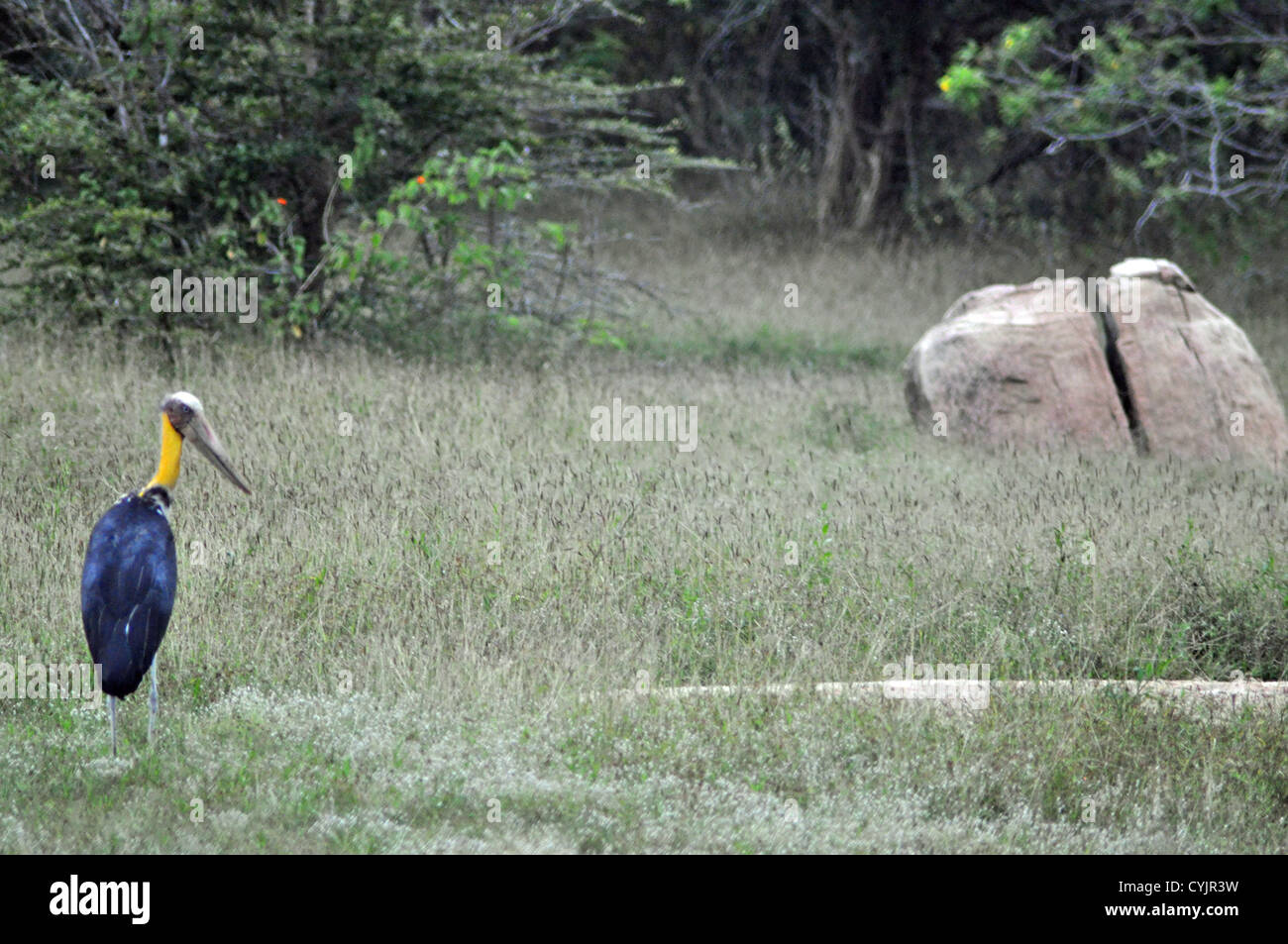Geringerem Adjutant Storch in Yala Nationalpark in Sri Lanka. Stockfoto