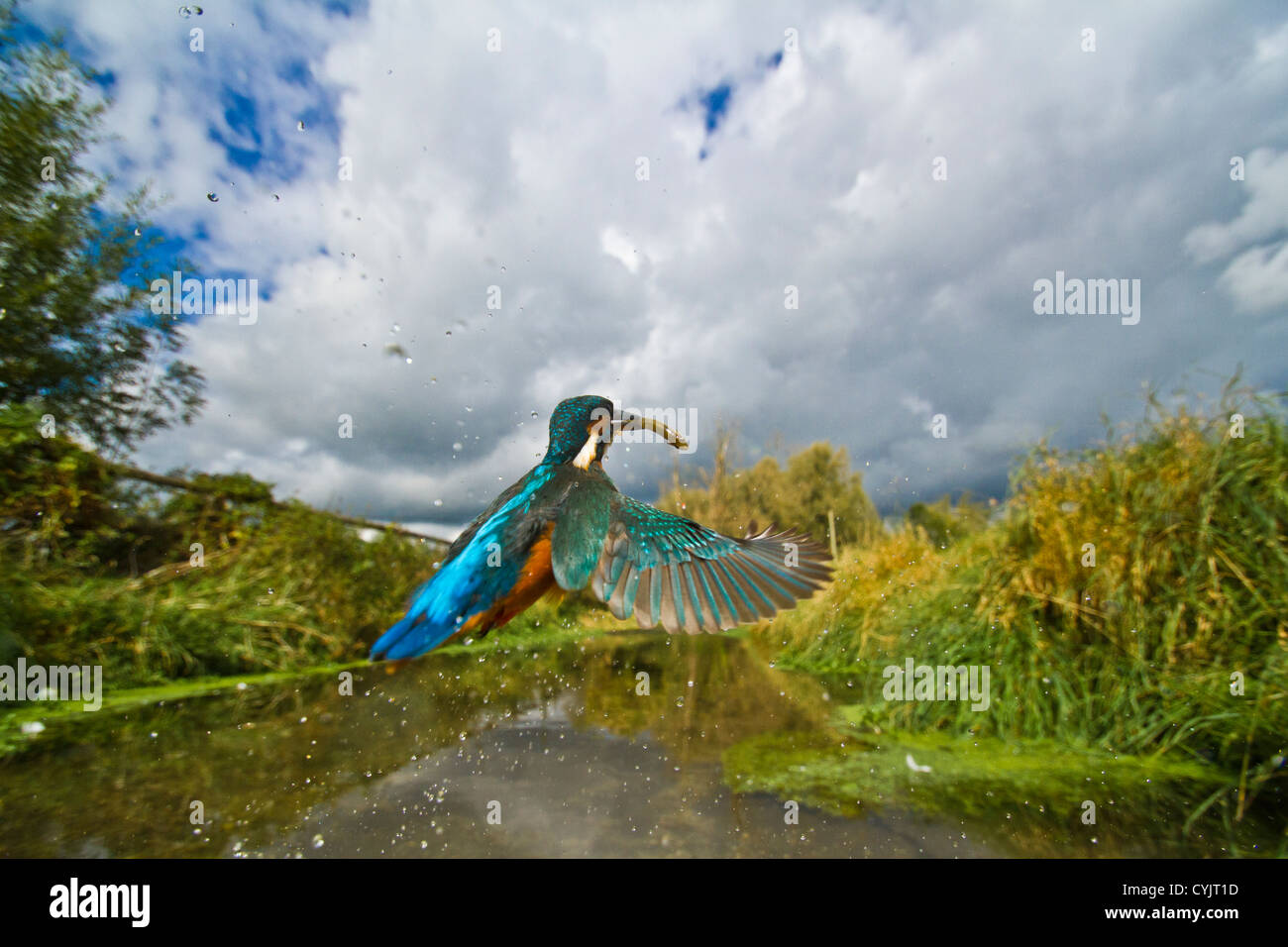 Ein Weitwinkel-Bild von einem Kingfisher Alcedo Atthis im Flug Stockfoto