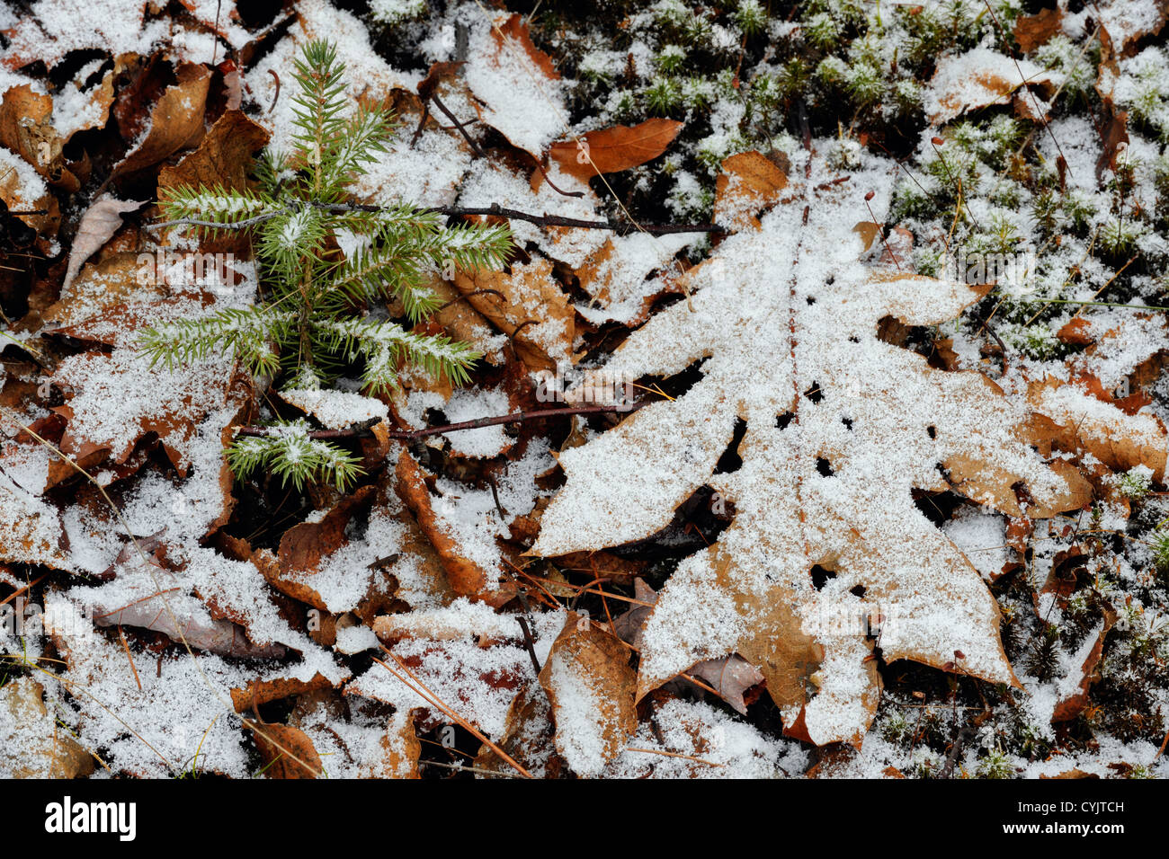Littler Blatt mit einer leichten Prise Schnee, Greater Sudbury, Ontario, Kanada Stockfoto