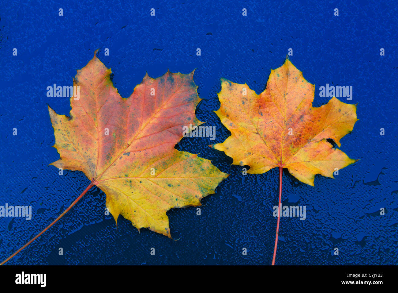 Herbstlaub auf blauem Wasser Tropfen Hintergrund Stockfoto