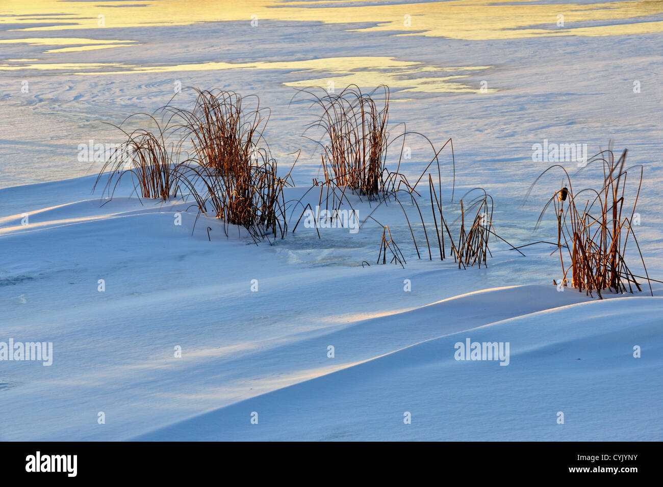 Kelly See Küste mit Schneeverwehungen, frisches Eis und Sumpf Gräser, Greater Sudbury, Ontario, Kanada Stockfoto