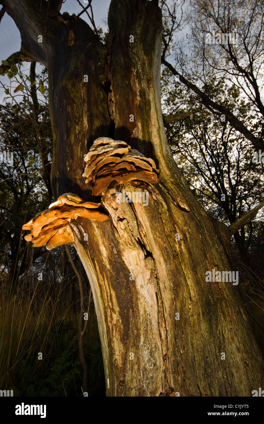 Pilz auf einer toten Eiche im Abendlicht Stockfoto