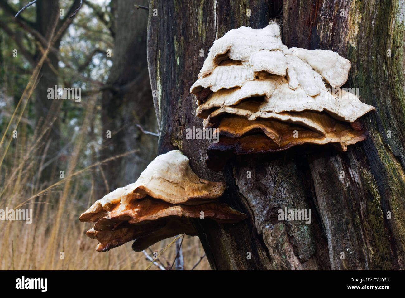 Pilz auf einer toten Eiche Stockfoto
