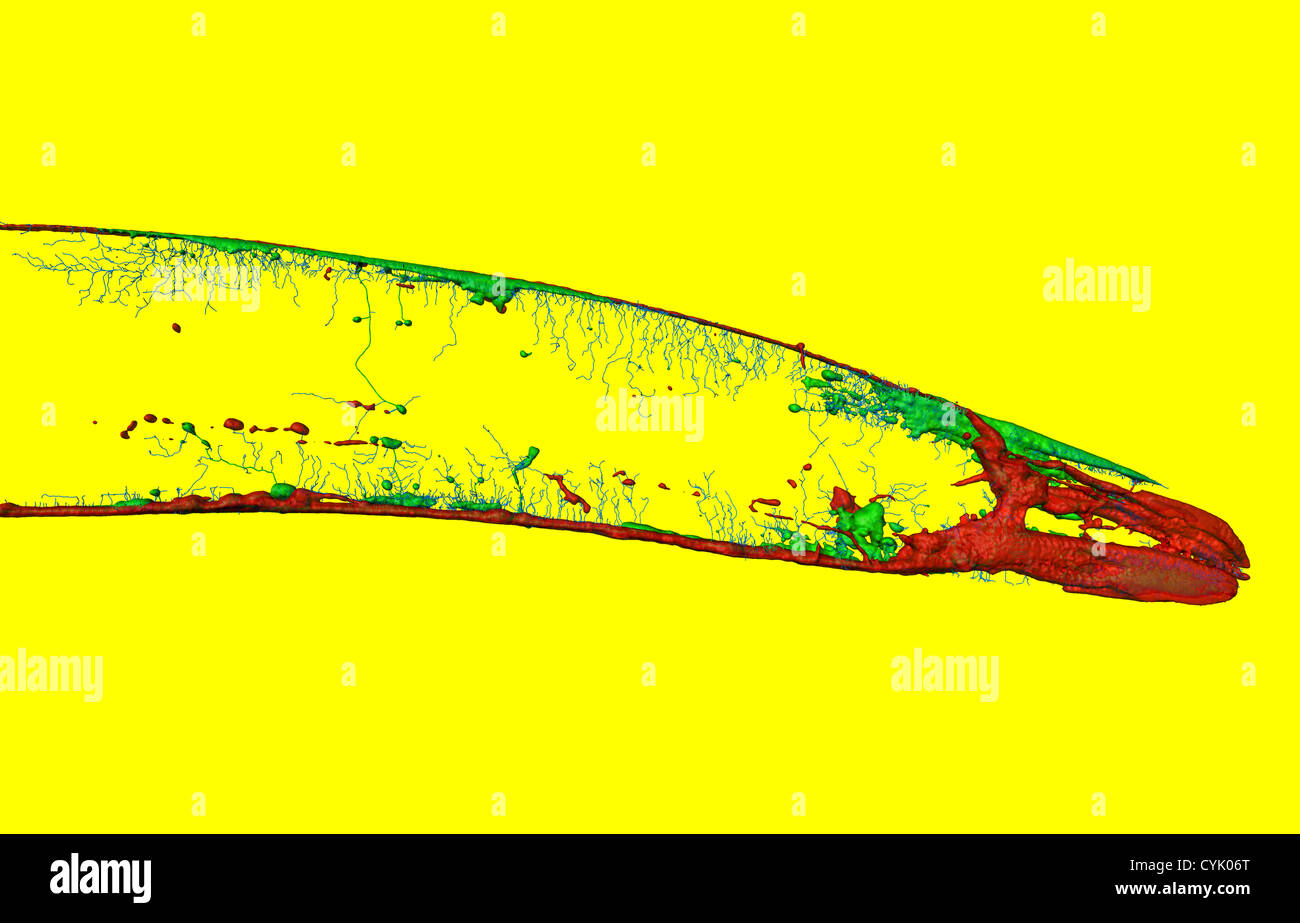 Caenorhabditis Elegans, eine freilebende transparent Nematode (Fadenwurm), ca. 1 mm in der Länge. Konfokale Laser-scanning-Mikroskopie Stockfoto