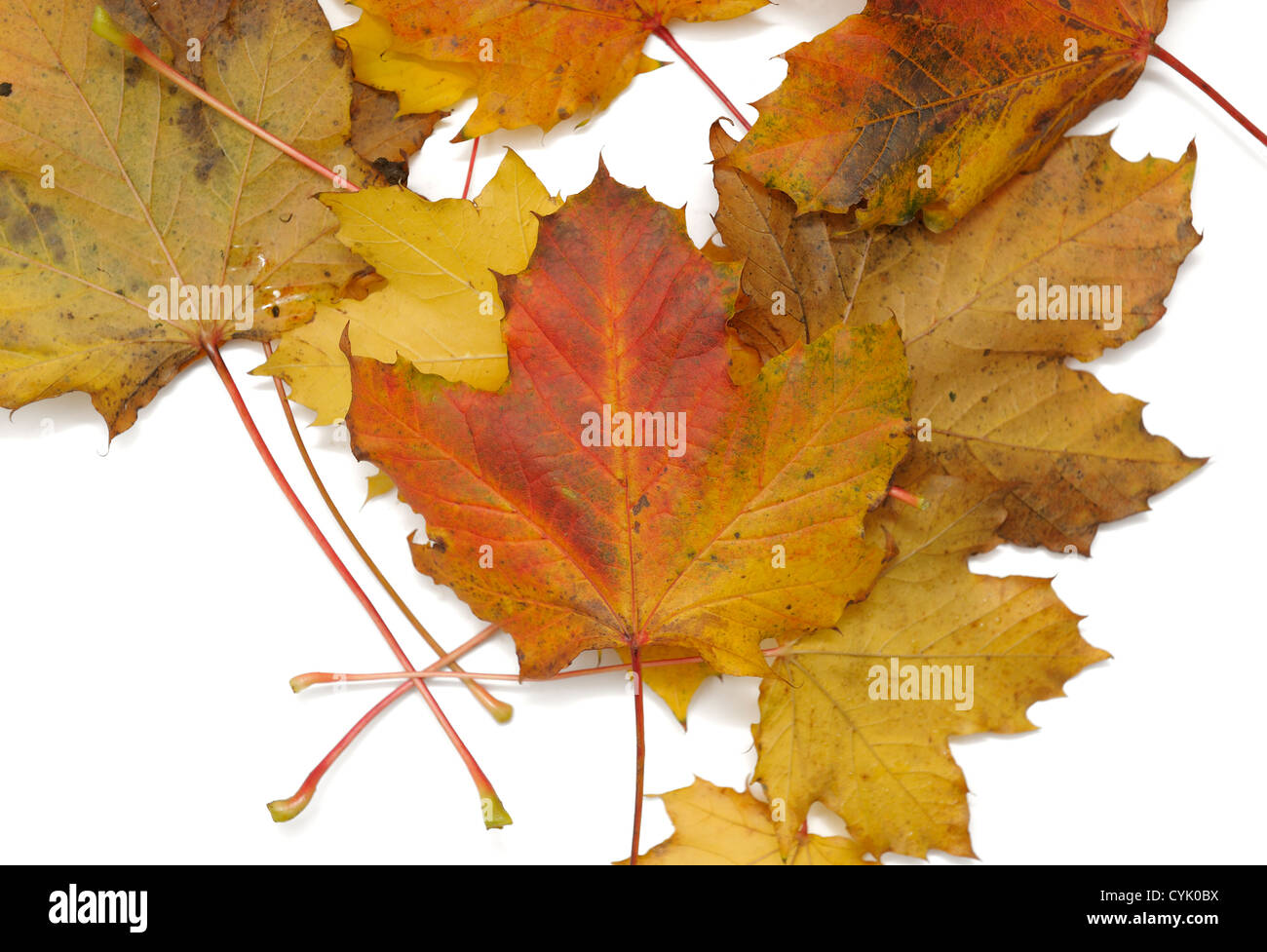 Herbstliches Laub verstreut, auf weißem Hintergrund Stockfoto