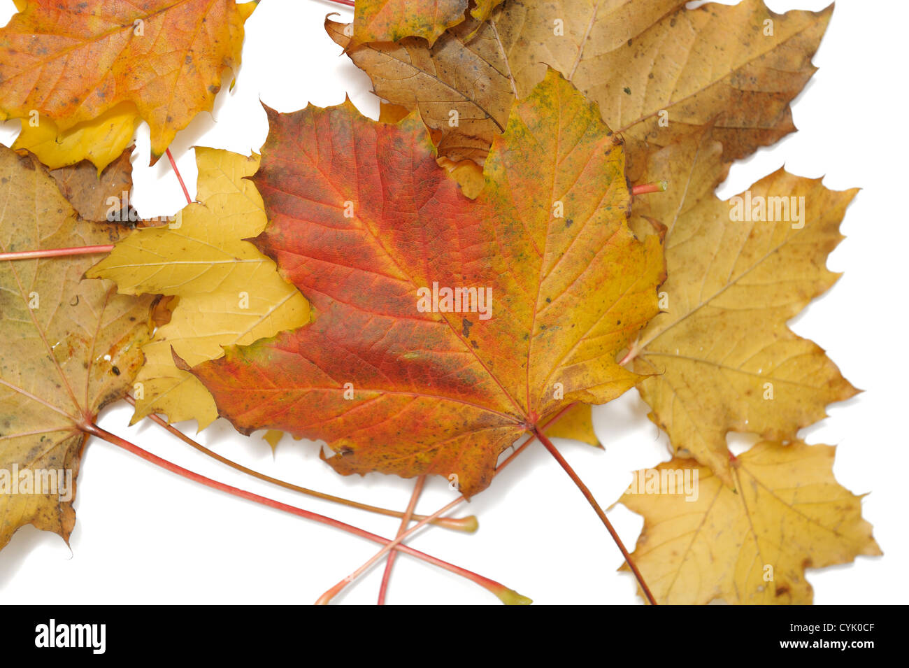 Herbstliches Laub verstreut, auf weißem Hintergrund Stockfoto