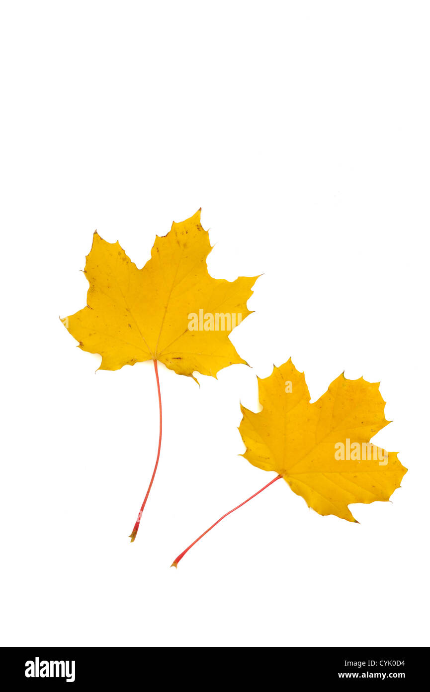 2 gelbe Herbstlaub Stockfoto