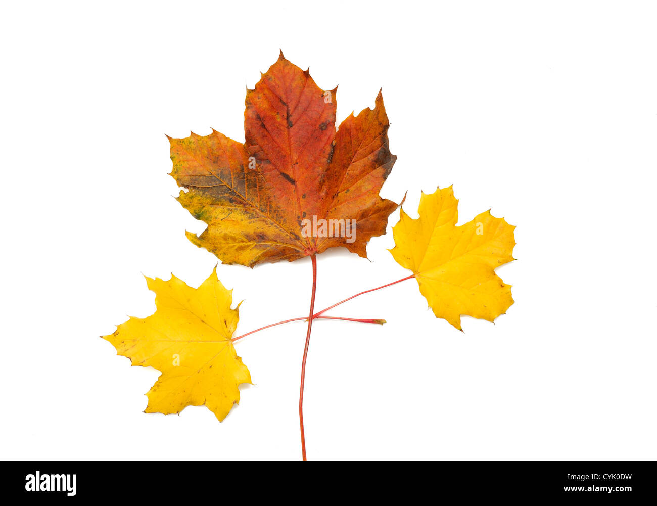 Herbstlaub auf weißem Hintergrund Stockfoto
