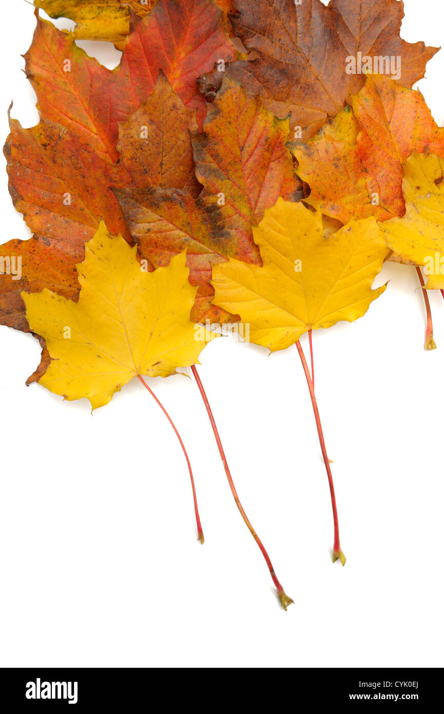 Herbst Blätter angeordnet auf einem weißen Hintergrund Stockfoto