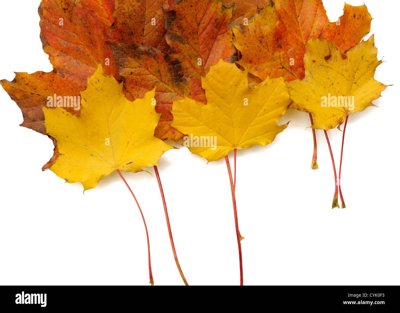 Herbst Blätter angeordnet auf einem weißen Hintergrund Stockfoto