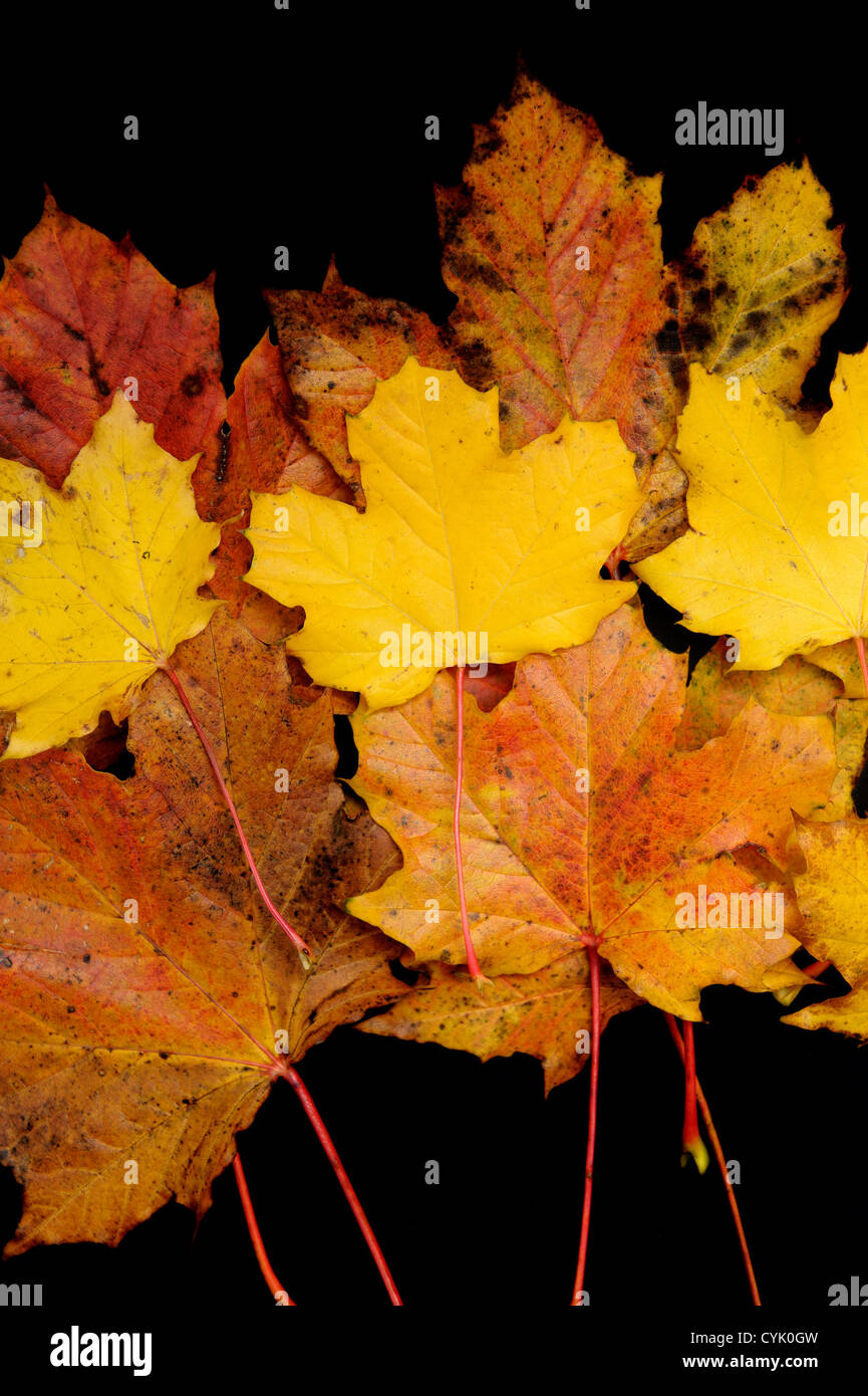 Herbst Blätter auf einem schwarzen Hintergrund angeordnet Stockfoto
