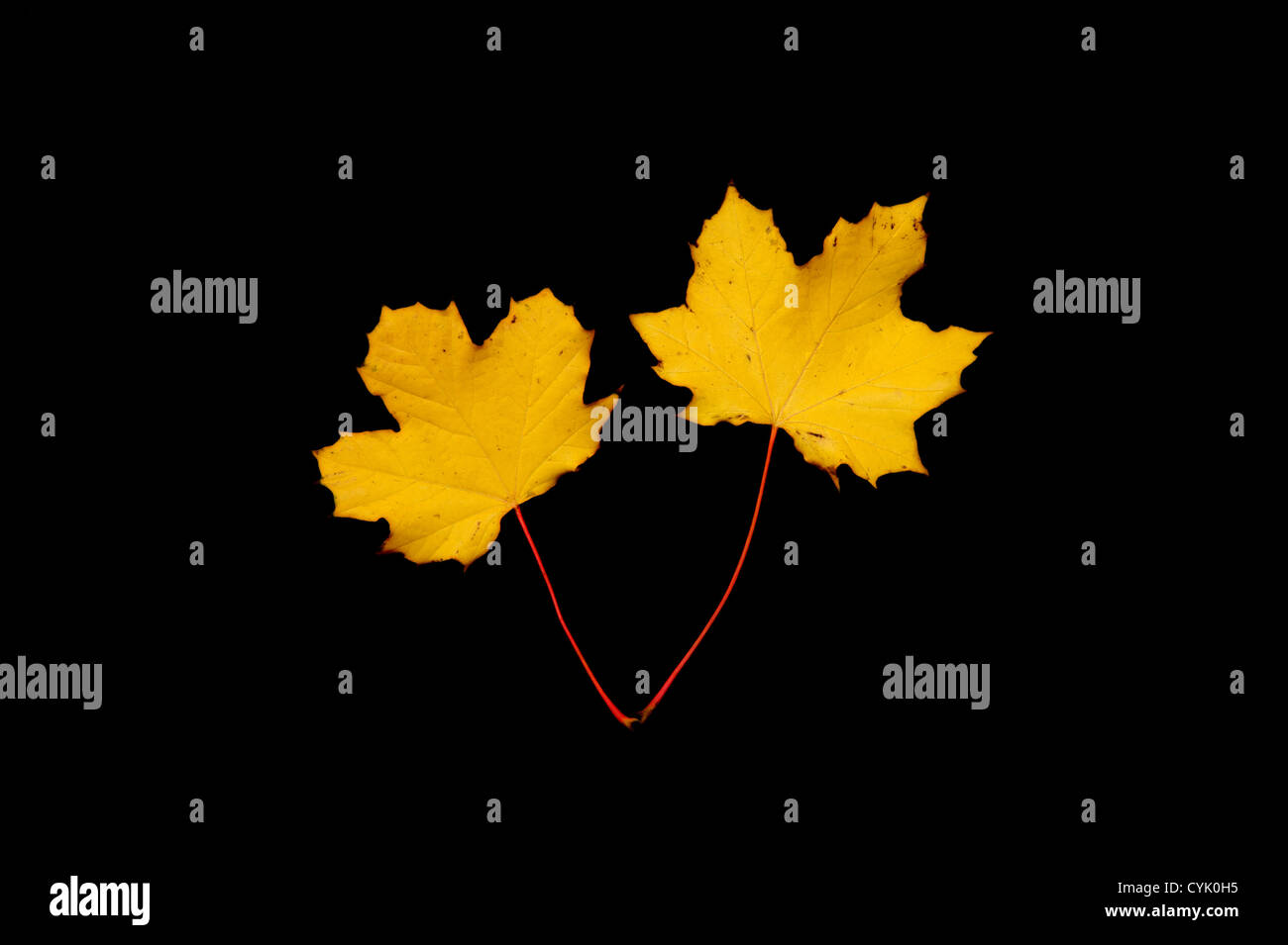2 zwei gelbe Blätter auf einem schwarzen Hintergrund Stockfoto